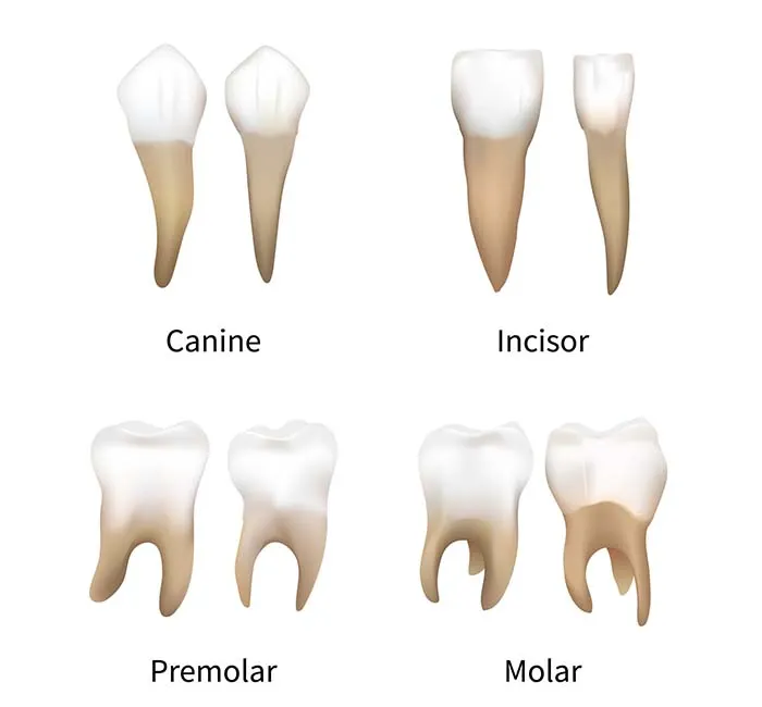 نام ها، انواع، عملکردها و تعداد دندان ها
